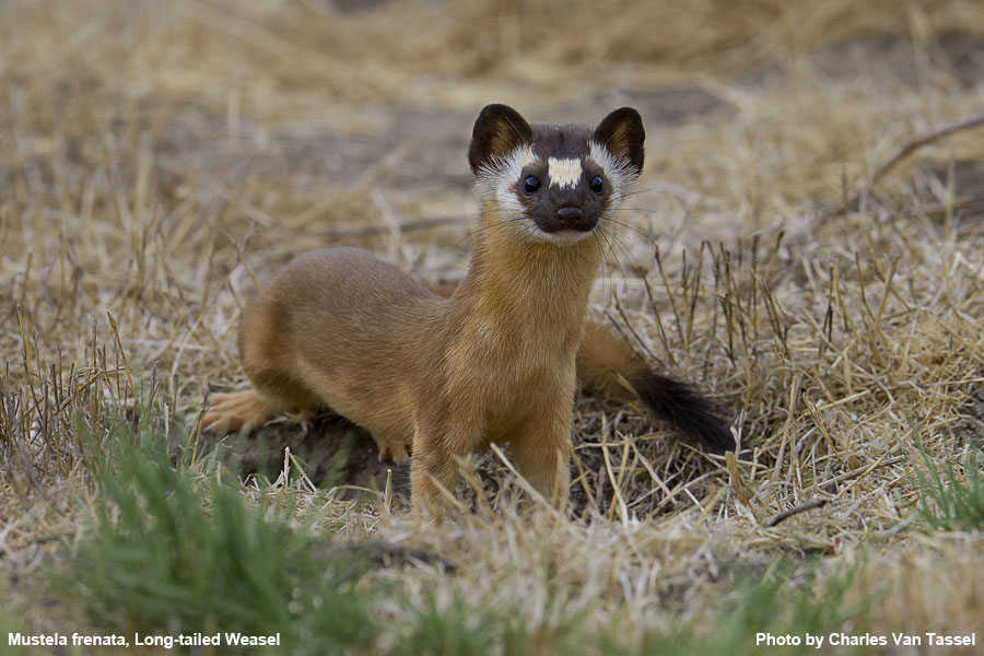 Long-Tailed Weasel - Mustela frenata