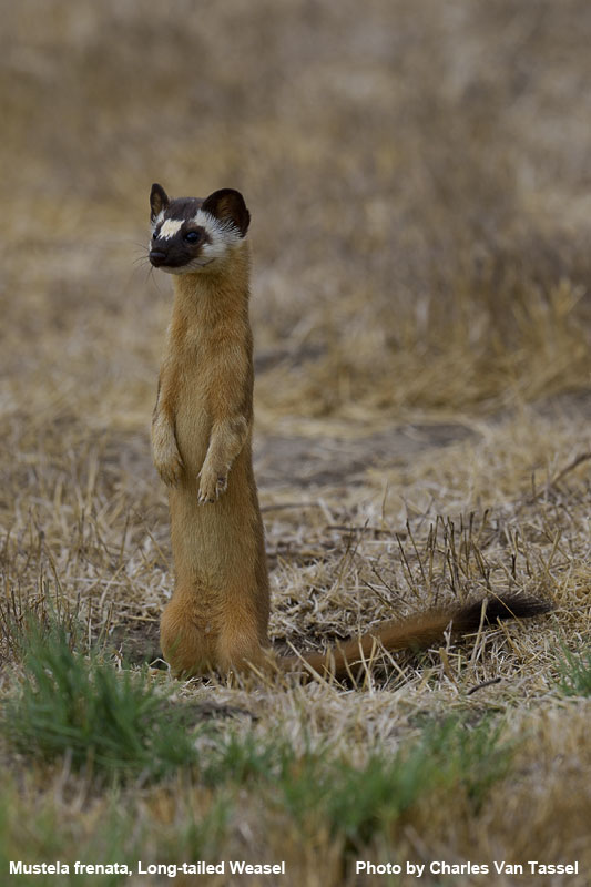 Long-Tailed Weasel - Mustela frenata