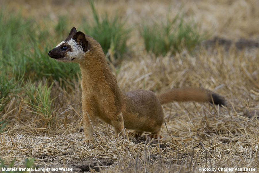 Long-Tailed Weasel - Mustela frenata