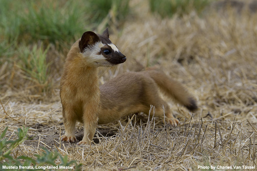Long-Tailed Weasel - Mustela frenata
