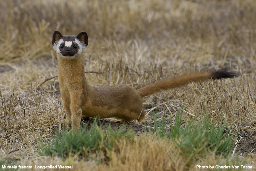 Long-Tailed Weasel - Mustela frenata