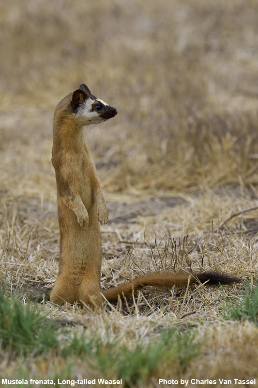 Long-Tailed Weasel - Mustela frenata