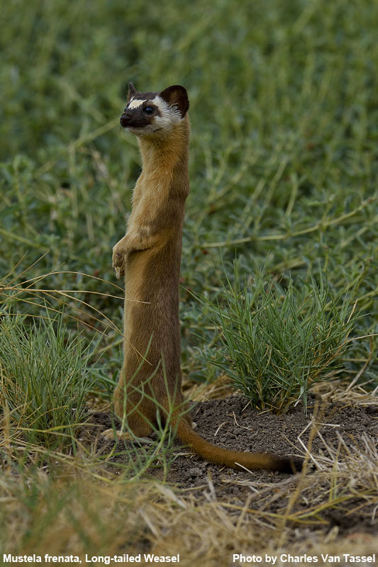 Long-Tailed Weasel - Mustela frenata