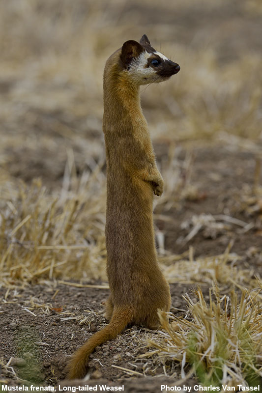 Long-Tailed Weasel - Mustela frenata