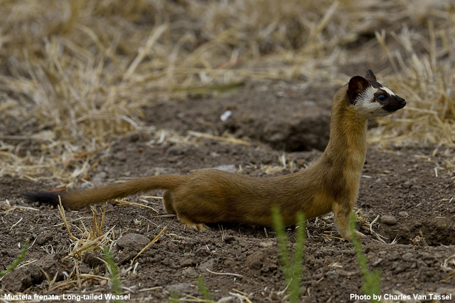 Long-Tailed Weasel - Mustela frenata