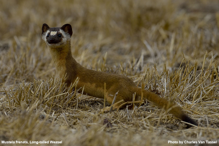 Long-Tailed Weasel - Mustela frenata