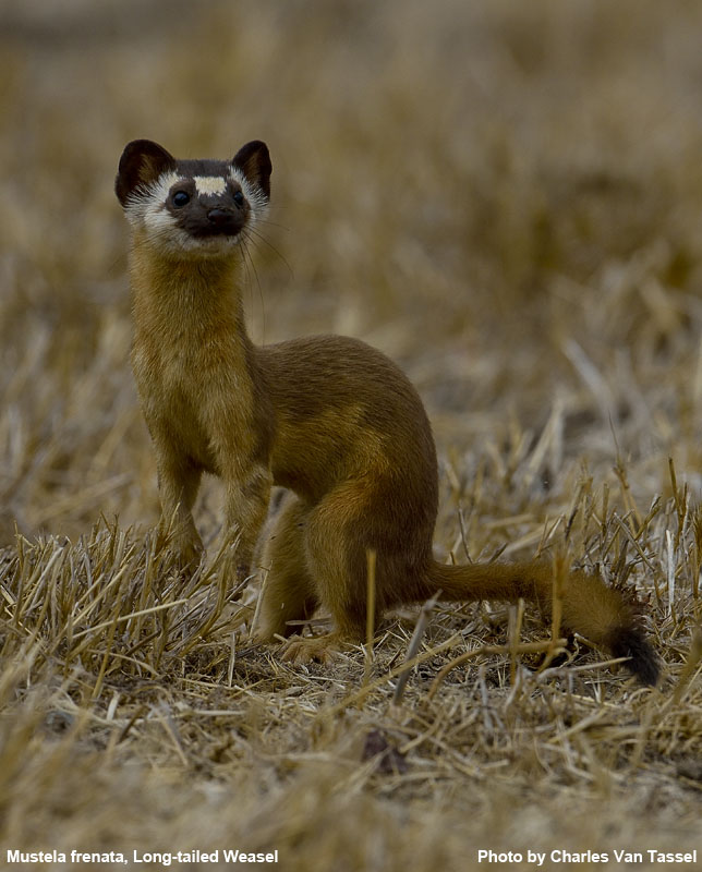 Long-Tailed Weasel - Mustela frenata
