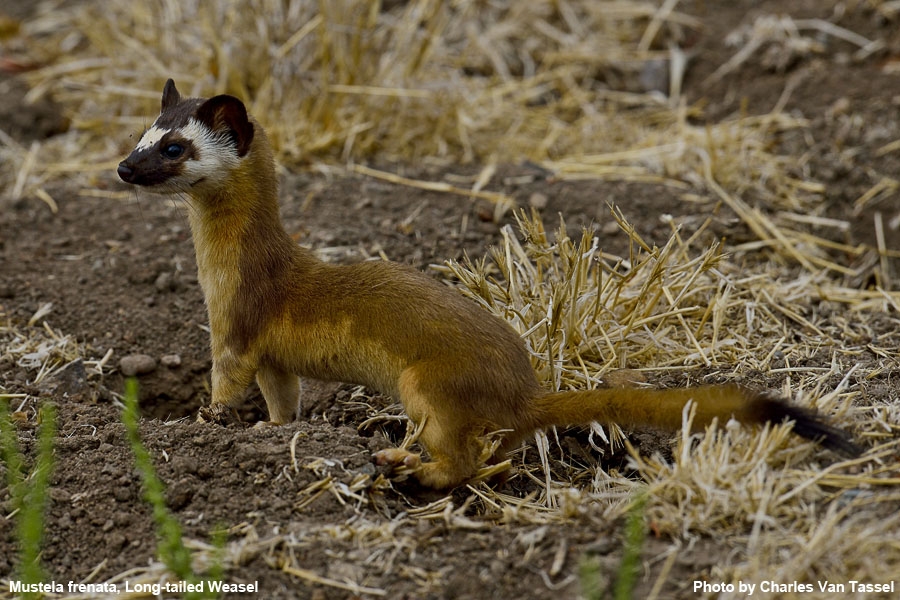 Long-Tailed Weasel