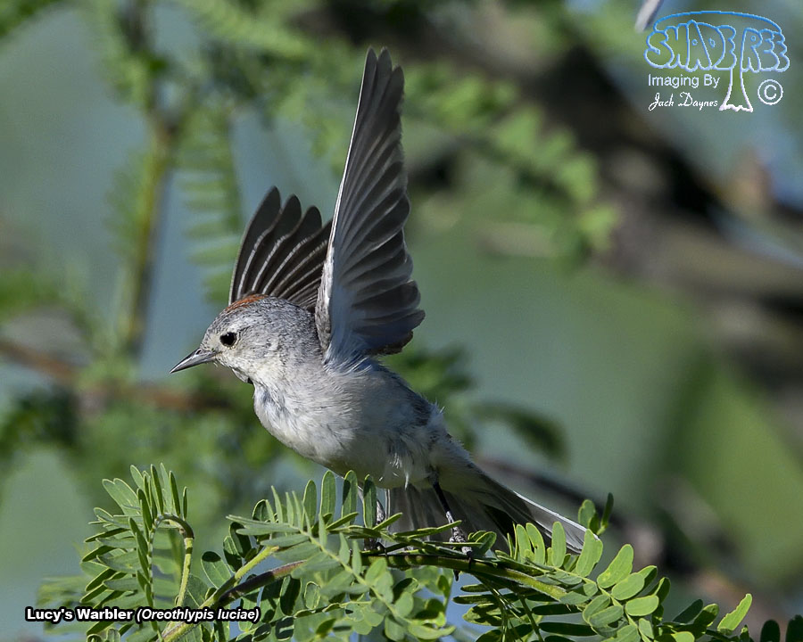 Lucy's Warbler - Leiothlypis luciae