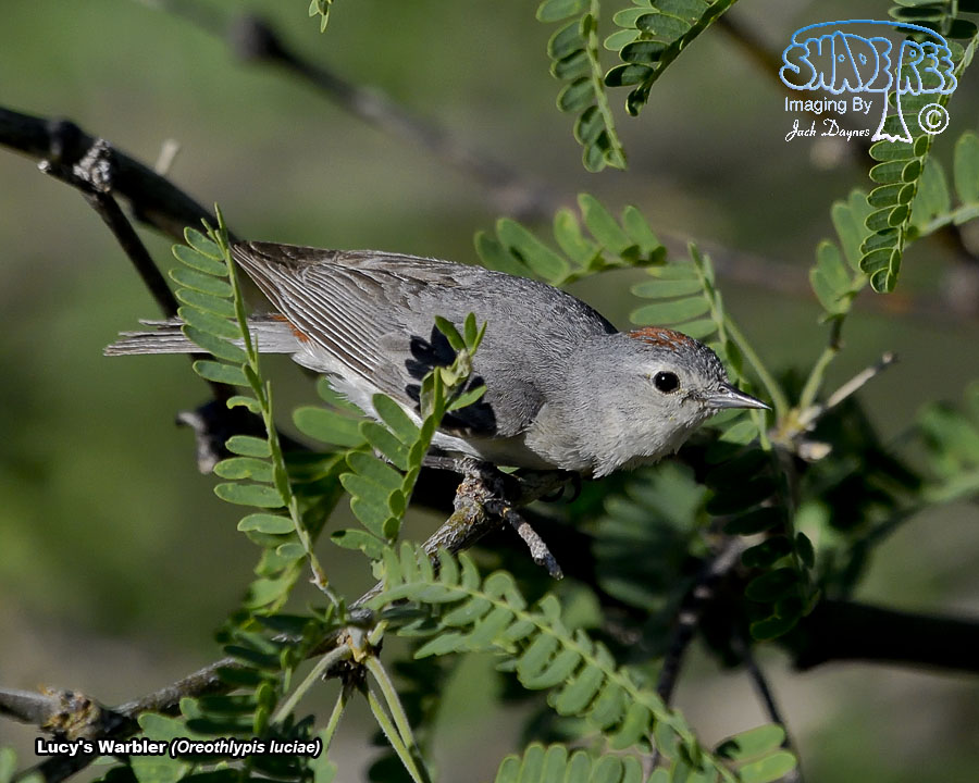 Lucy's Warbler - Leiothlypis luciae
