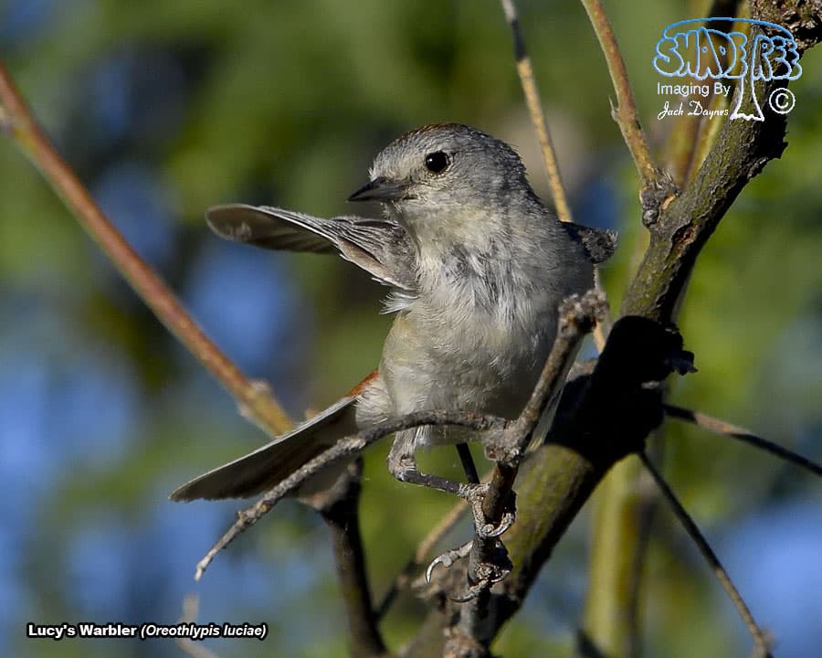 Lucy's Warbler - Leiothlypis luciae