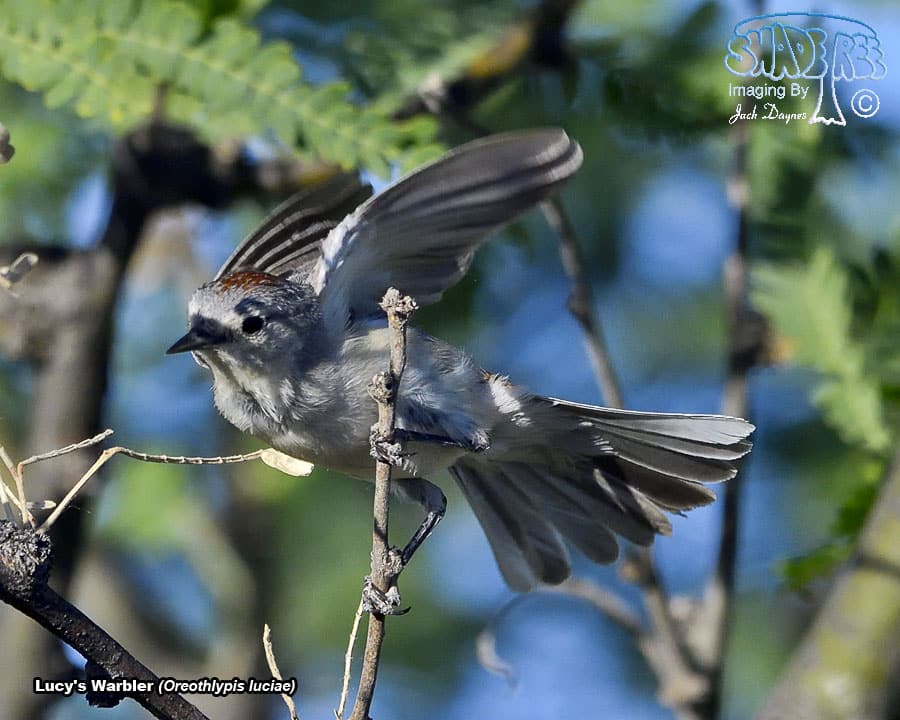 Lucy's Warbler - Leiothlypis luciae