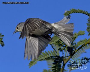 2017-05-03 Arivaca’s La Siesta Campground