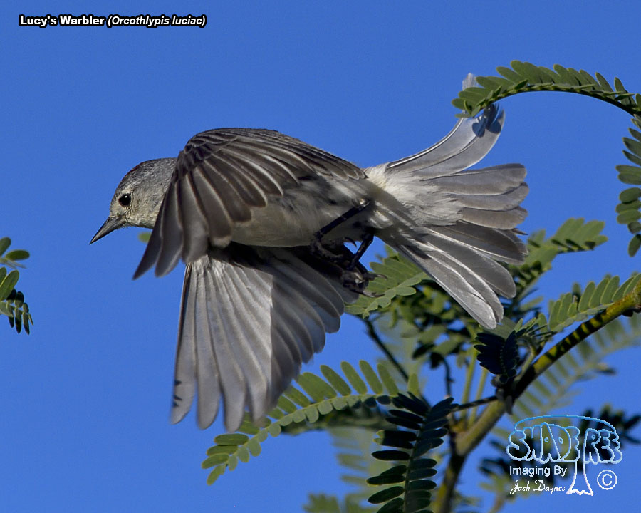 Lucy's Warbler - Leiothlypis luciae
