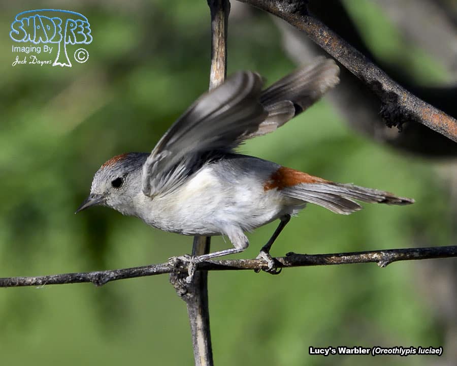 Lucy's Warbler - Leiothlypis luciae