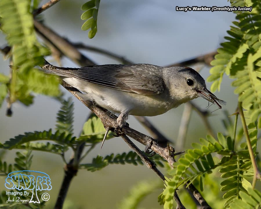 Lucy's Warbler - Leiothlypis luciae
