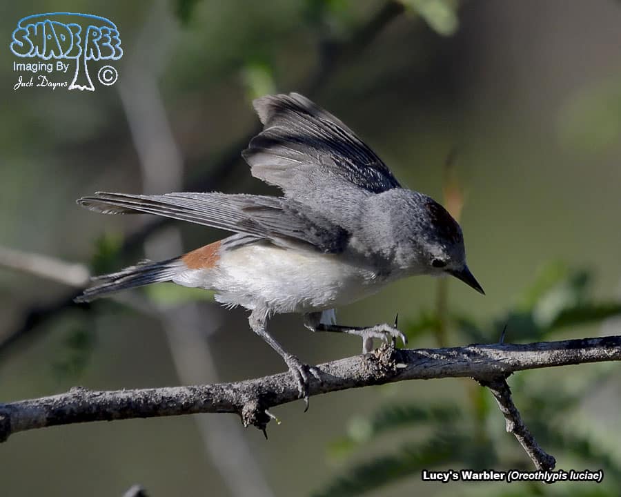 Lucy's Warbler - Leiothlypis luciae
