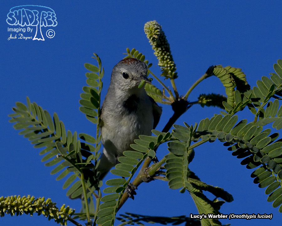 Lucy's Warbler - Leiothlypis luciae
