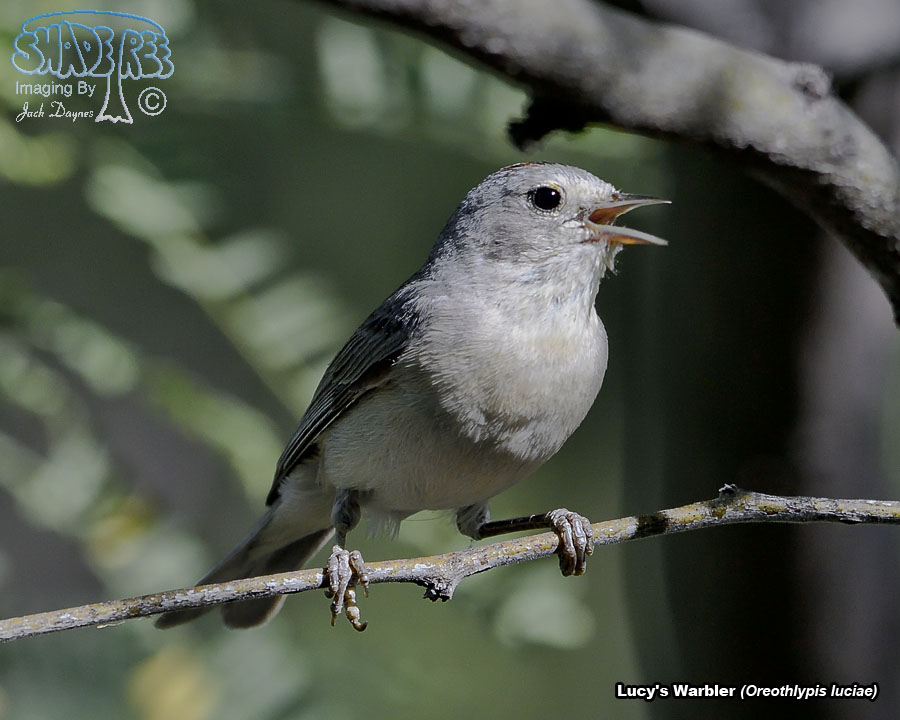 Lucy's Warbler - Leiothlypis luciae