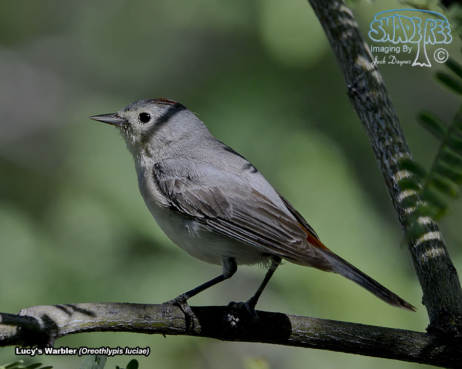 Lucy's Warbler - Leiothlypis luciae