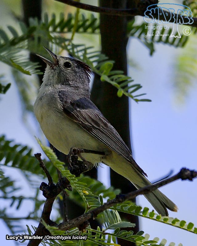 Lucy's Warbler - Leiothlypis luciae