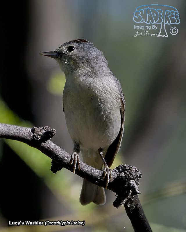 Lucy's Warbler - Leiothlypis luciae
