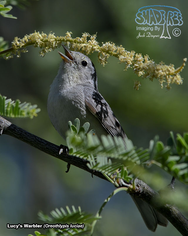 Lucy's Warbler - Leiothlypis luciae