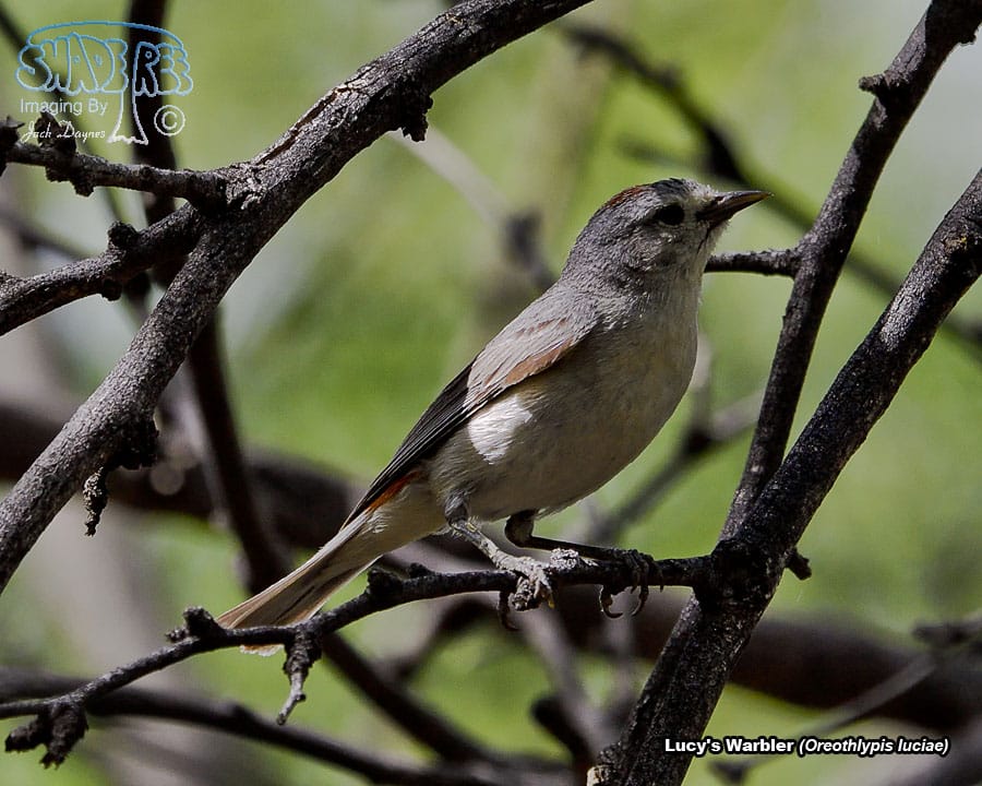 Lucy's Warbler - Leiothlypis luciae