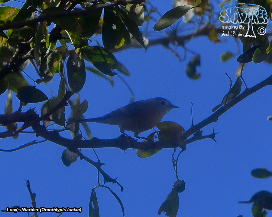 Lucy's Warbler - Leiothlypis luciae