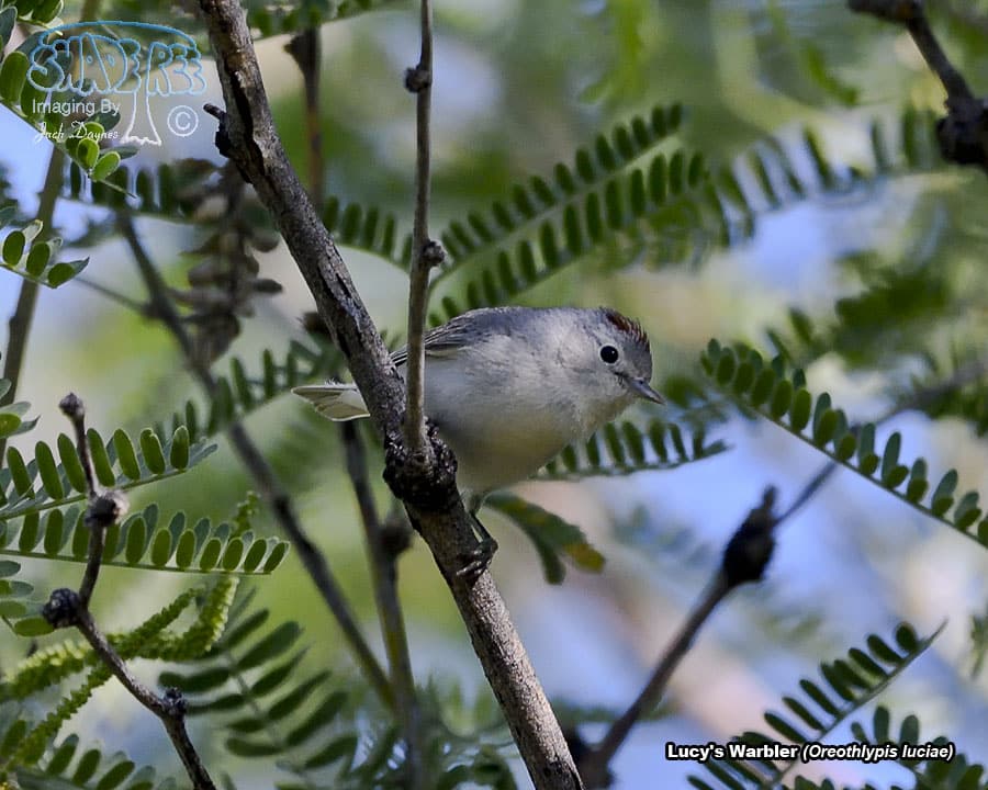 Lucy's Warbler - Oreothlypis luciae
