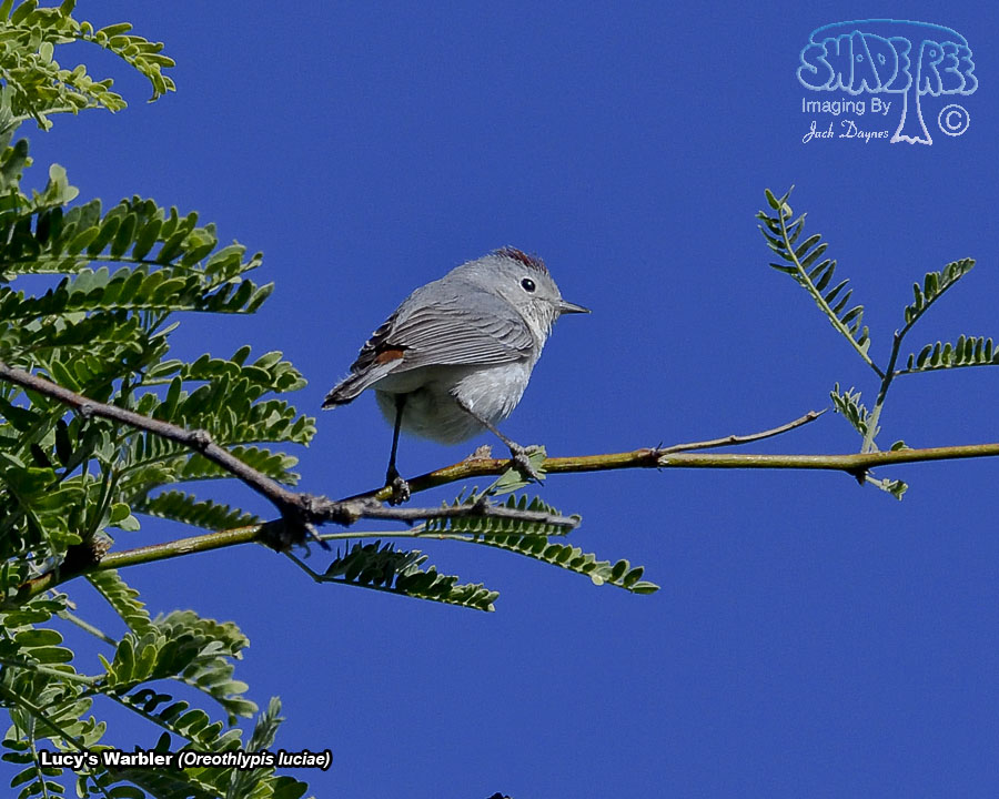 Lucy's Warbler - Leiothlypis luciae