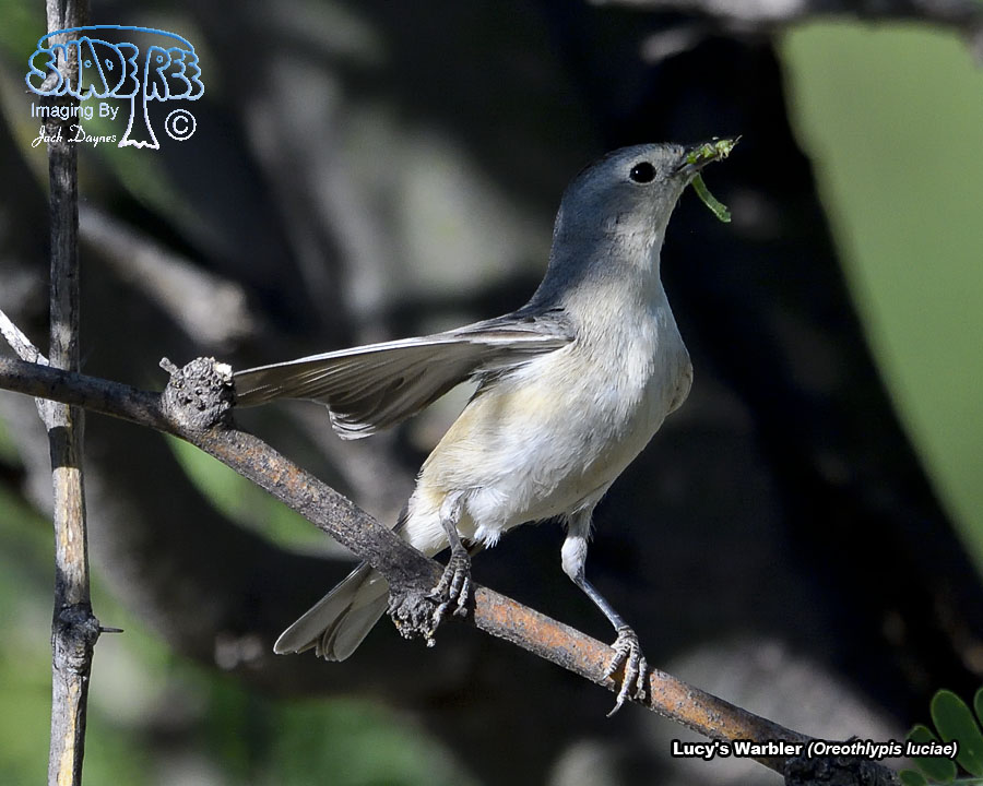 Lucy's Warbler - Leiothlypis luciae