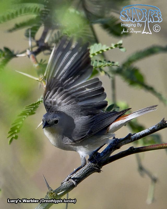 Lucy's Warbler - Leiothlypis luciae