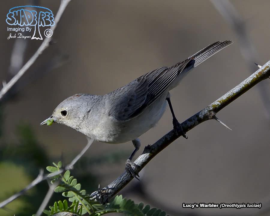 Lucy's Warbler - Leiothlypis luciae