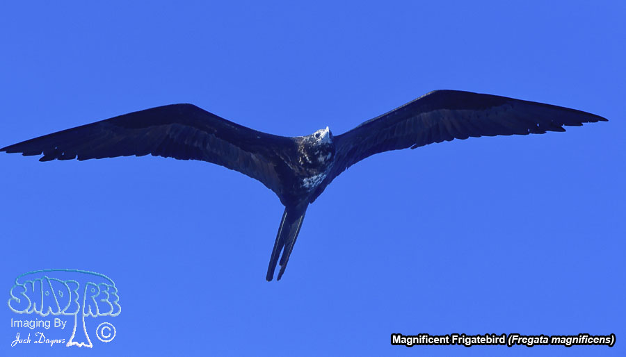 Magnificent Frigatebird - Fregata magnificens