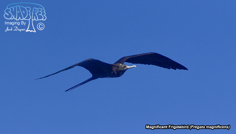 Magnificent Frigatebird - Fregata magnificens