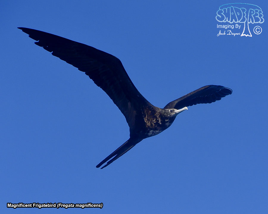 Magnificent Frigatebird - Fregata magnificens