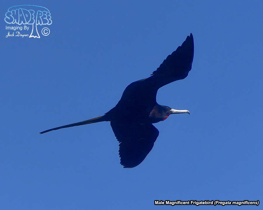 Magnificent Frigatebird - Fregata magnificens