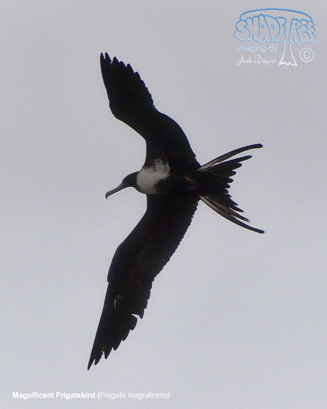 Magnificent Frigatebird - Fregata magnificens