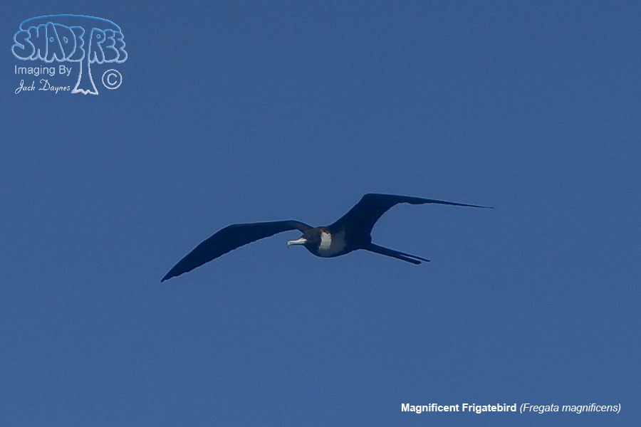 Magnificent Frigatebird - Fregata magnificens