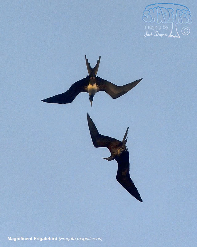 Magnificent Frigatebird - Fregata magnificens