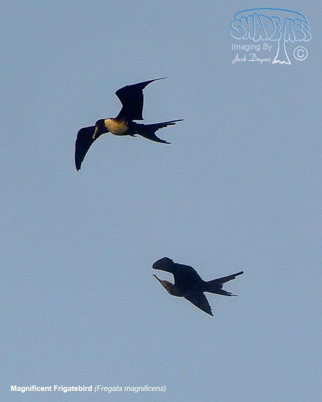 Magnificent Frigatebird - Fregata magnificens