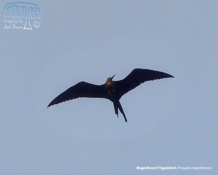 Magnificent Frigatebird - Fregata magnificens