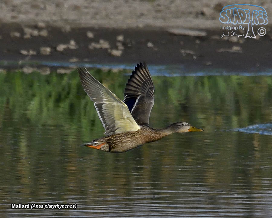 Mallard - Anas platyrhynchos