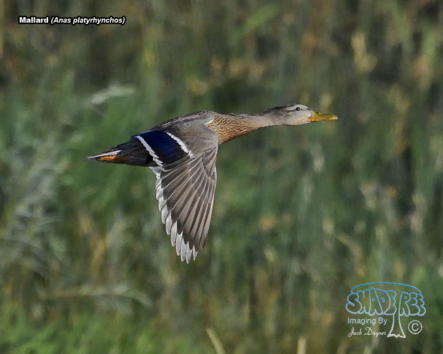 Mallard - Anas platyrhynchos