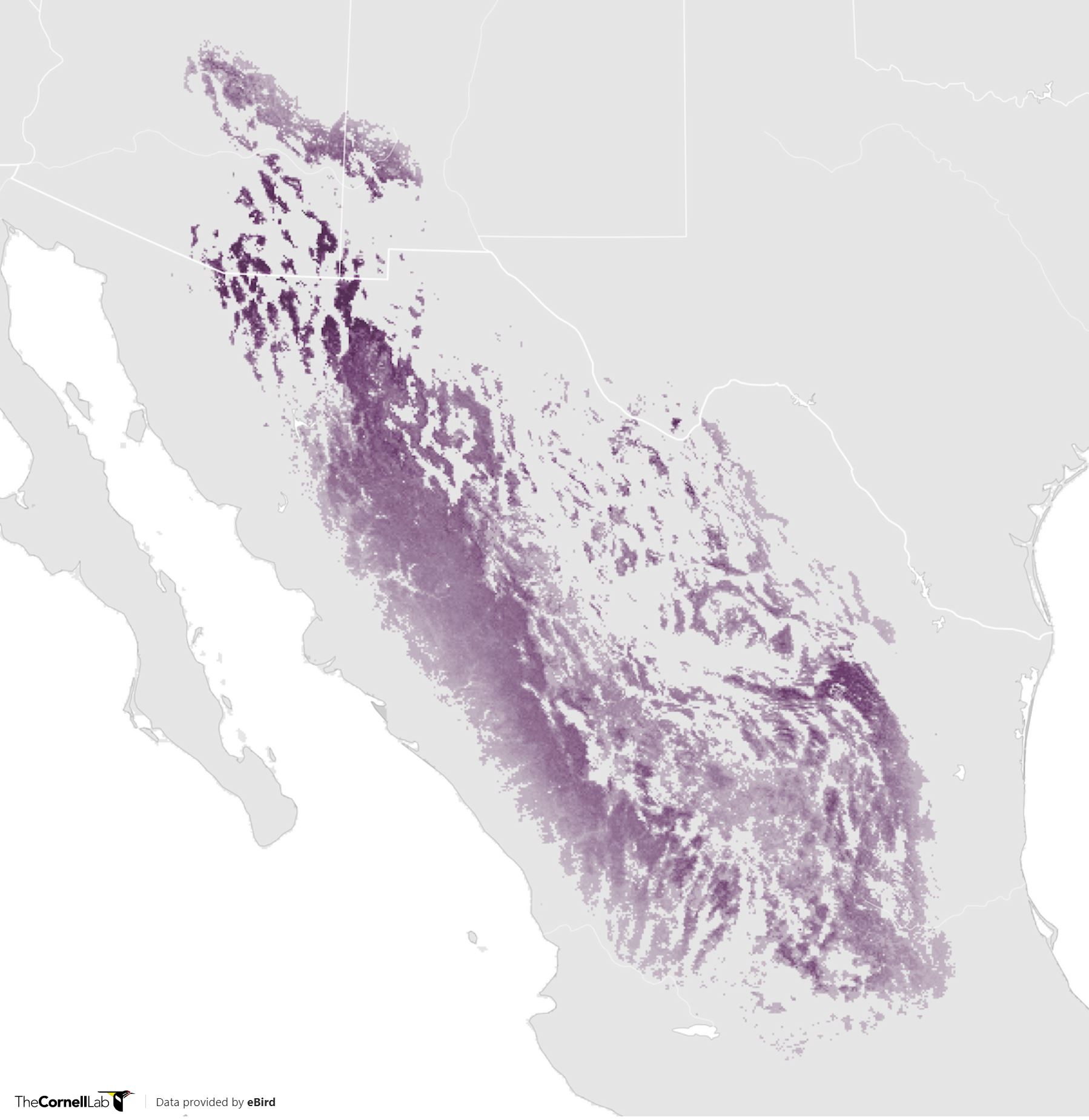 Range Map for Mexican Jay