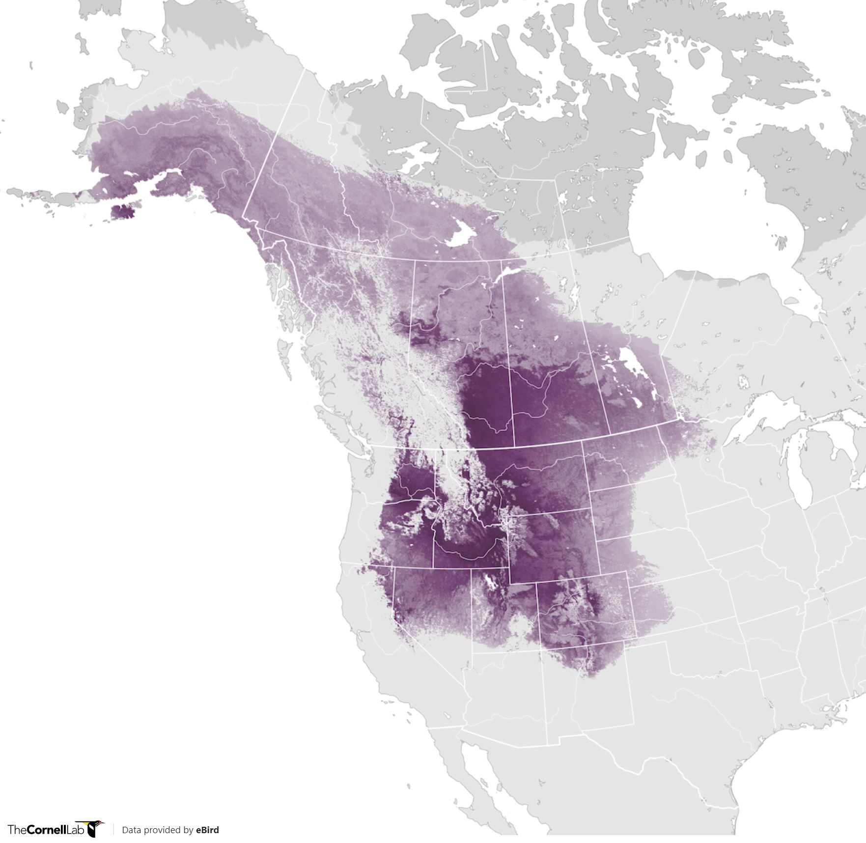 Range Map for Black-Billed Magpie