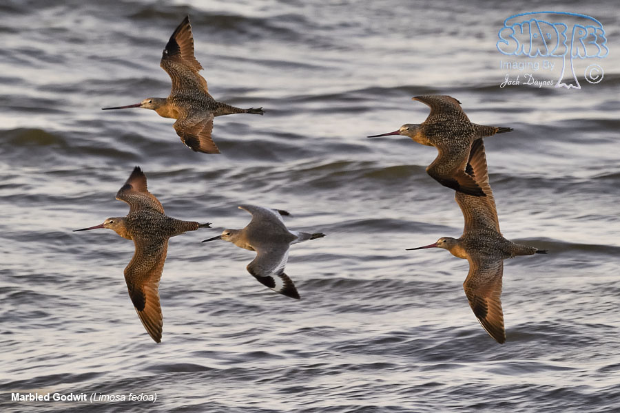 Marbled Godwit - Limosa fedoa