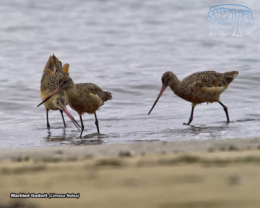 Marbled Godwit - Limosa fedoa