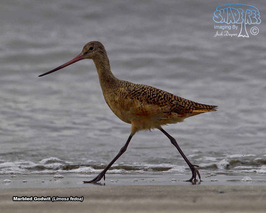 Marbled Godwit - Limosa fedoa